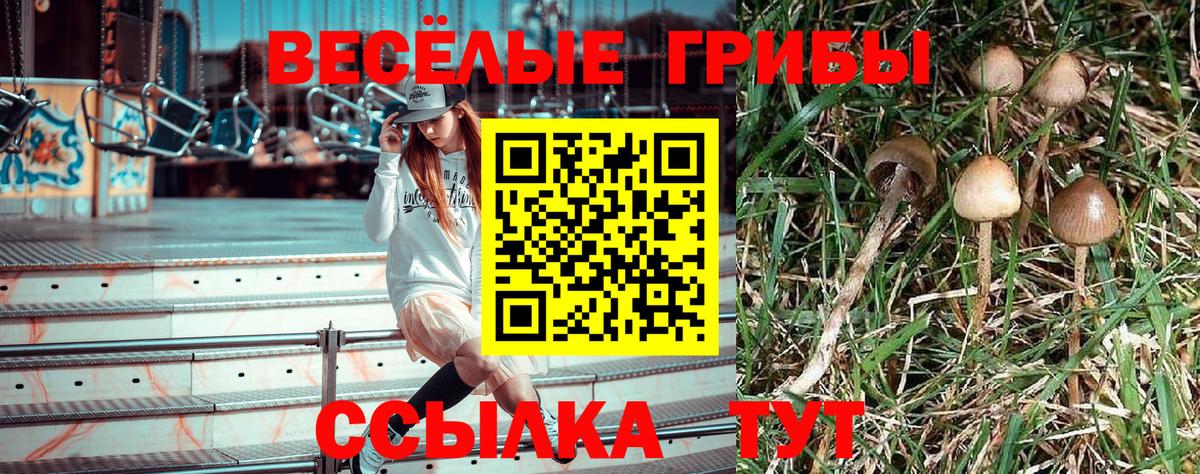 Галлюциногенные грибы мицелий  купить наркотики цена  Сафоново  Вход с VPN 